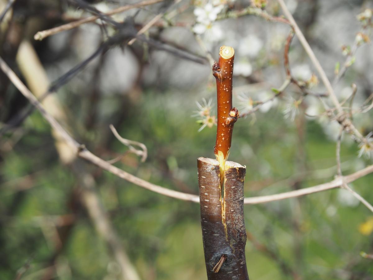 Greffe en fente sur prunelier. Ce vigoureux cousin piquant du prunier est aussi utilisé comme support pour d’autres d’espèces : amandier, pêchers et abricotiers. © Aurélien Culat